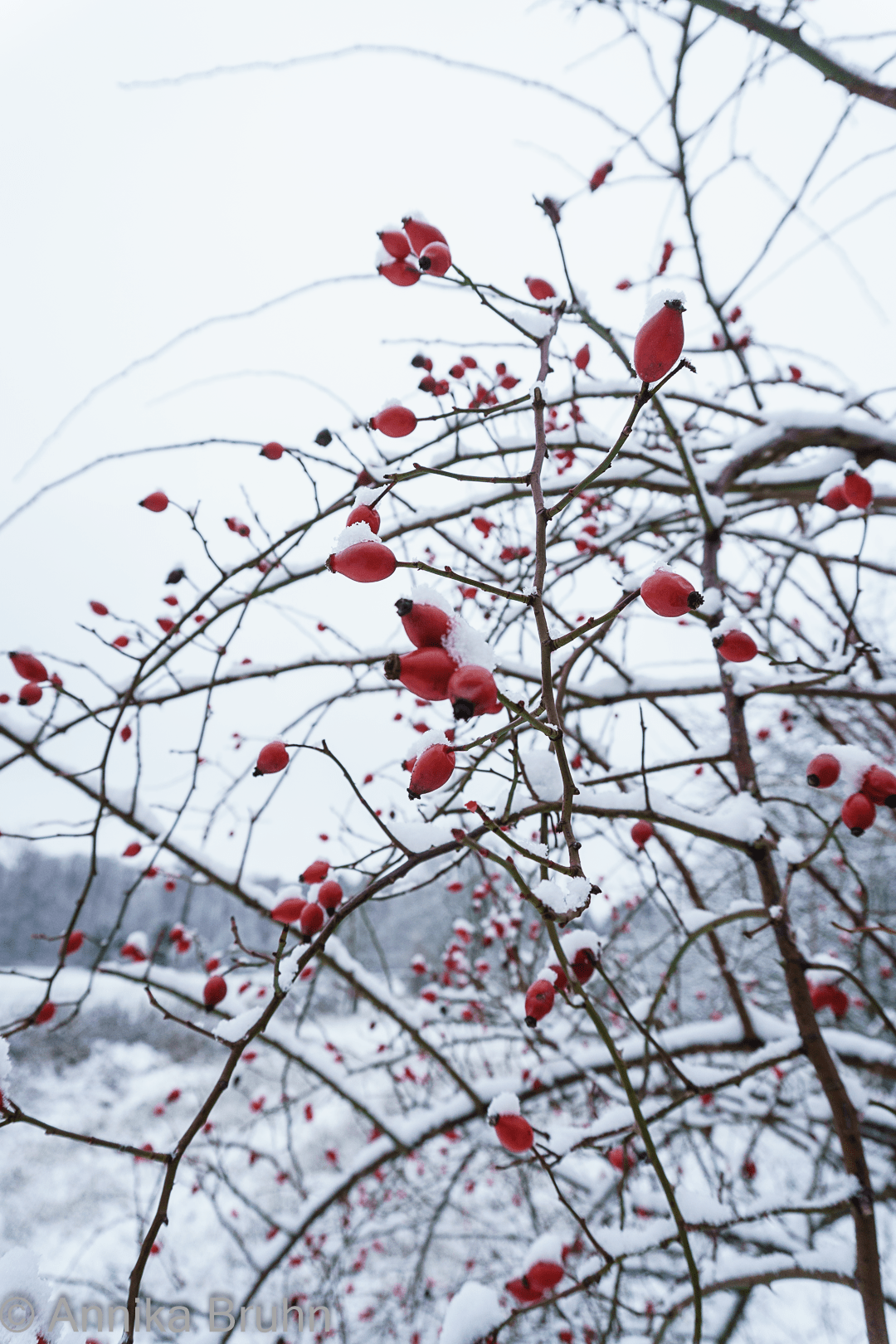 Hagebutten im Winter